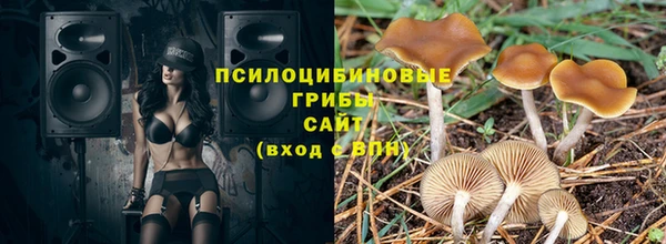 гашик Алексин